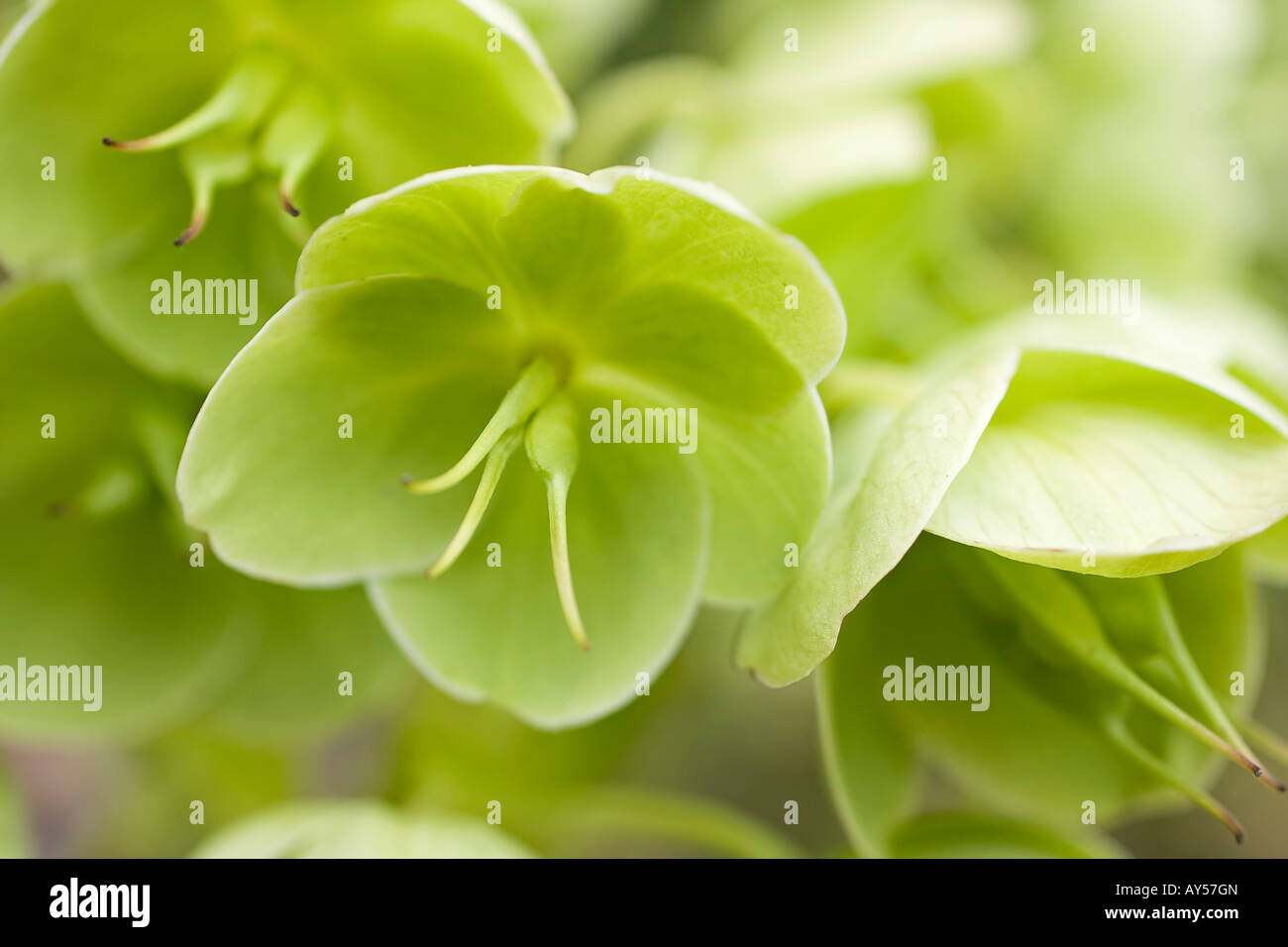 Verde-Hellebores fiorito (Helleborus viridis) che fiorisce in primavera nel Sussex, England, Regno Unito Foto Stock