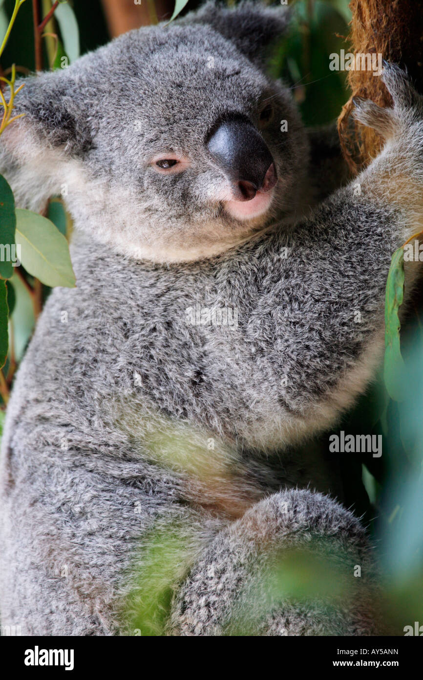 Carino e tenero Koala recare in un albero di gomma Foto Stock