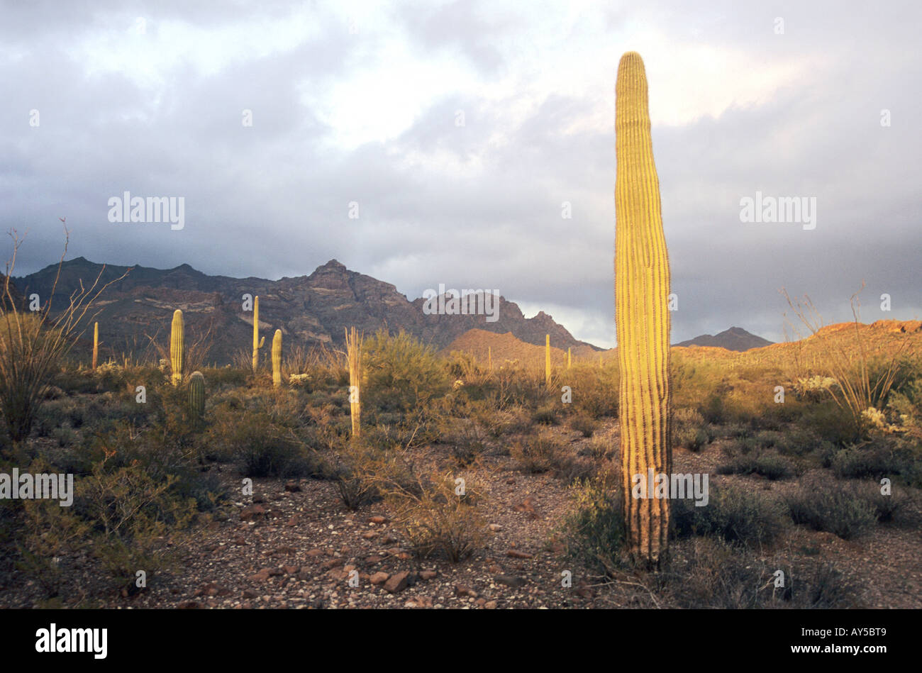 USA Il Parco nazionale del Saguaro Arizona Foto Stock