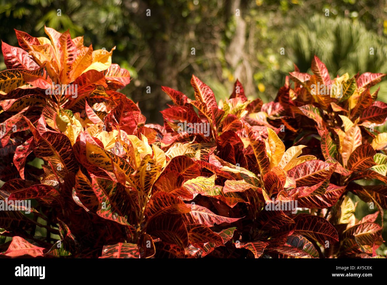 Variegata di croton Foto Stock