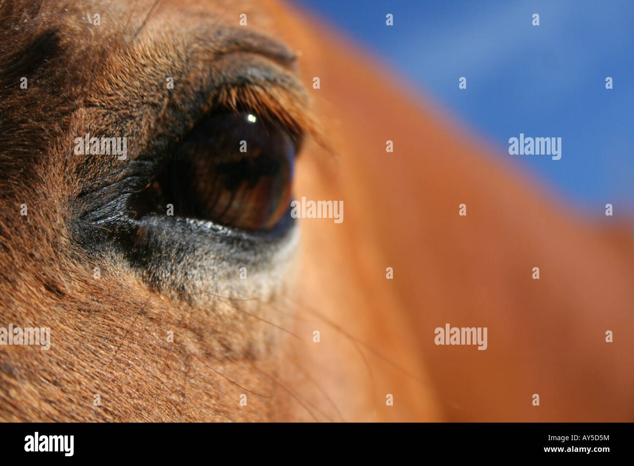 Rosso marrone occhio di cavallo Foto Stock