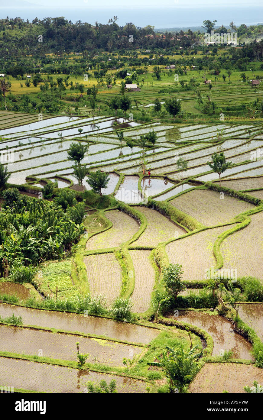 Risaie di Bali, Indonesia. Foto Stock