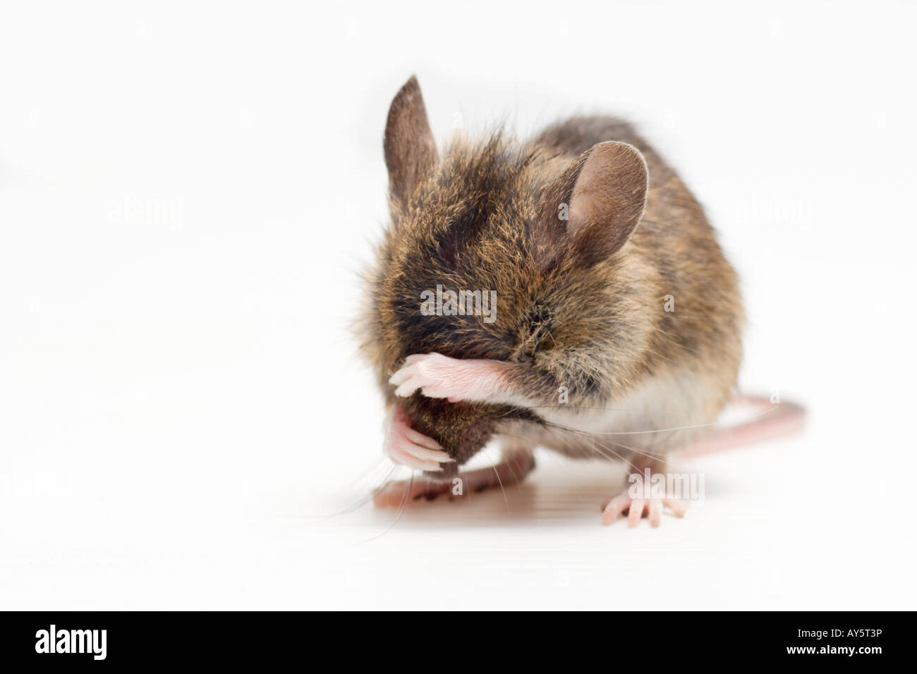 Apodemus sylvaticus, legno mouse, Long-tailed campo pianto del mouse, vedere alcun male, nascondere Foto Stock