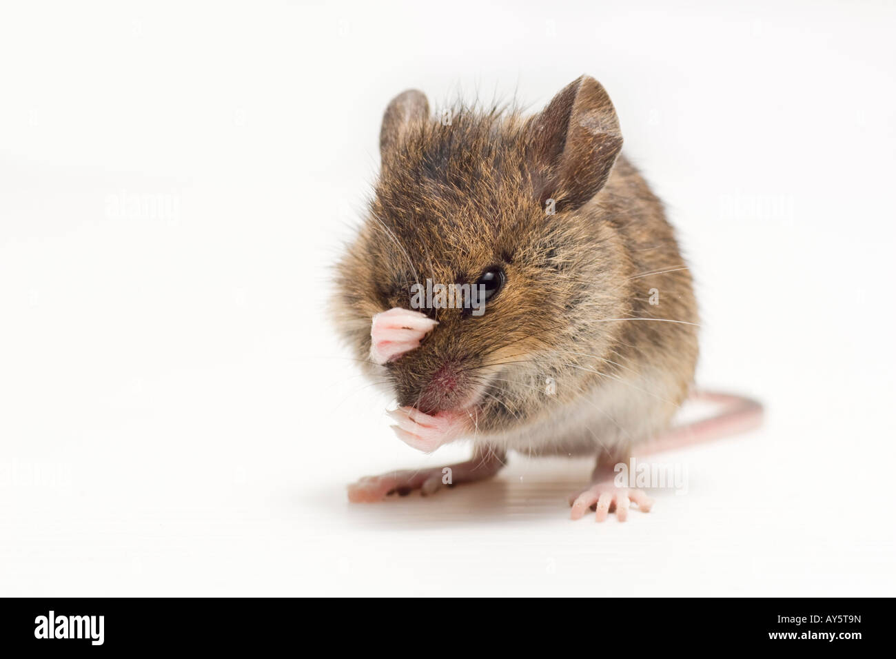 Apodemus sylvaticus, legno mouse, Long-tailed field mouse, lavaggio, timido Foto Stock