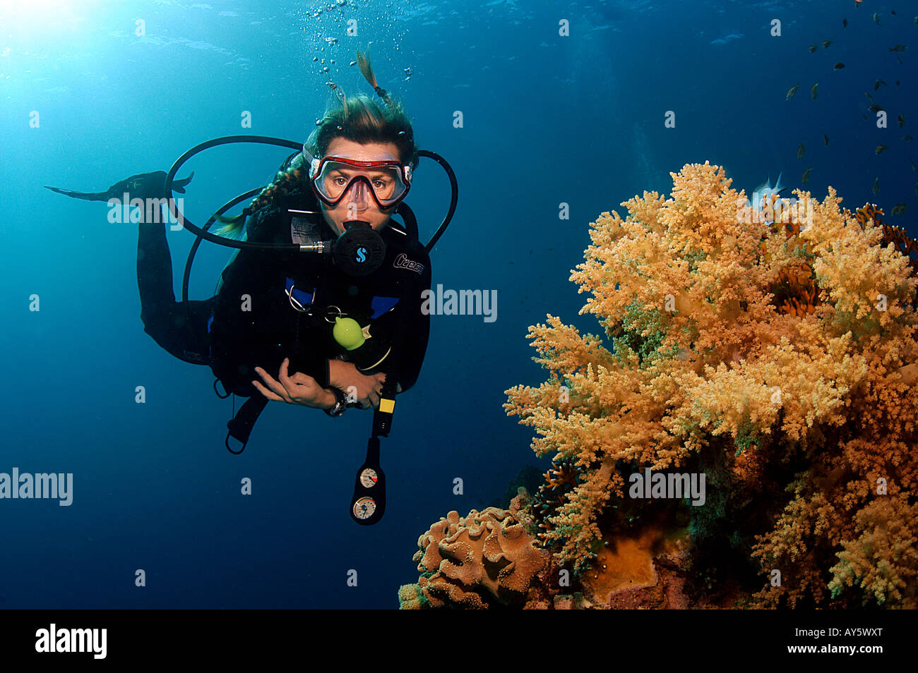 Subacqueo e soft coral, Mar Rosso, Egitto Foto Stock