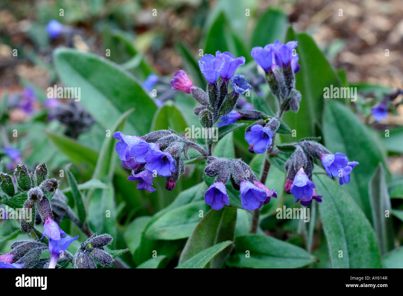 PULMONARIA ANGUSTIFOLIA BLAUES MEER Foto Stock