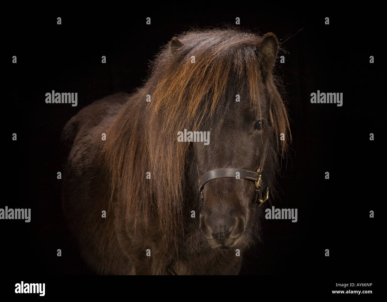 Un pony Shetland in un ambiente chiuso Foto Stock