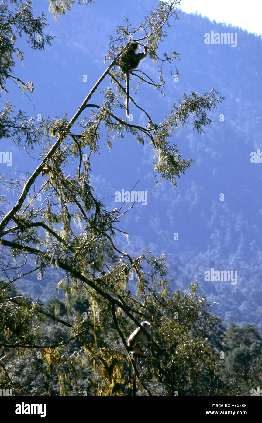 Il Bhutan le montagne nere animali Langur nella struttura ad albero Foto Stock