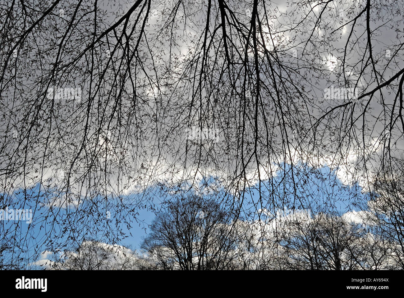Immagine luminosa di nuvole situato dietro a profilarsi i rami degli alberi. Blue sky. Foto Stock