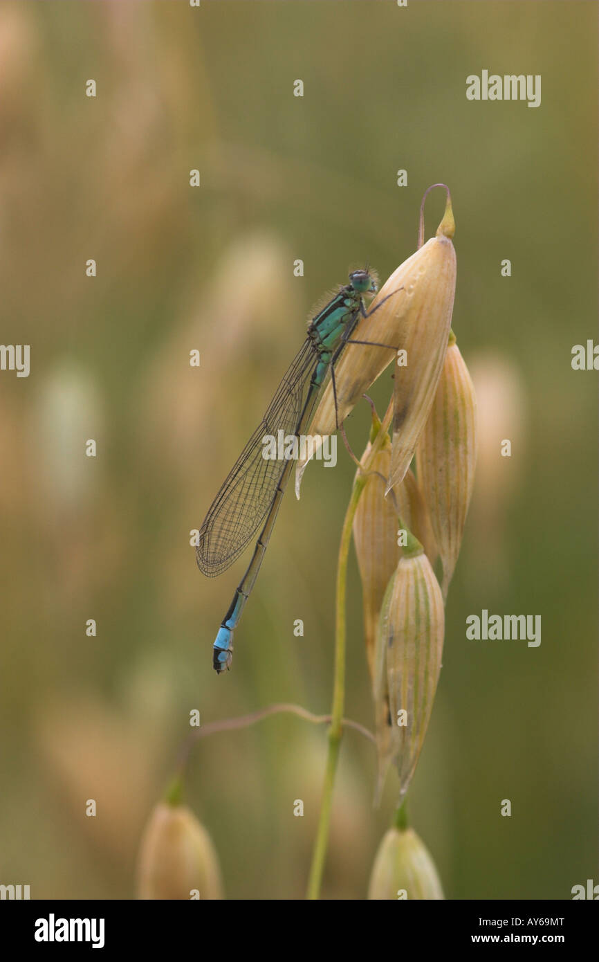 Bluetail comune, Ischnura elegans, maschio maturo Foto Stock