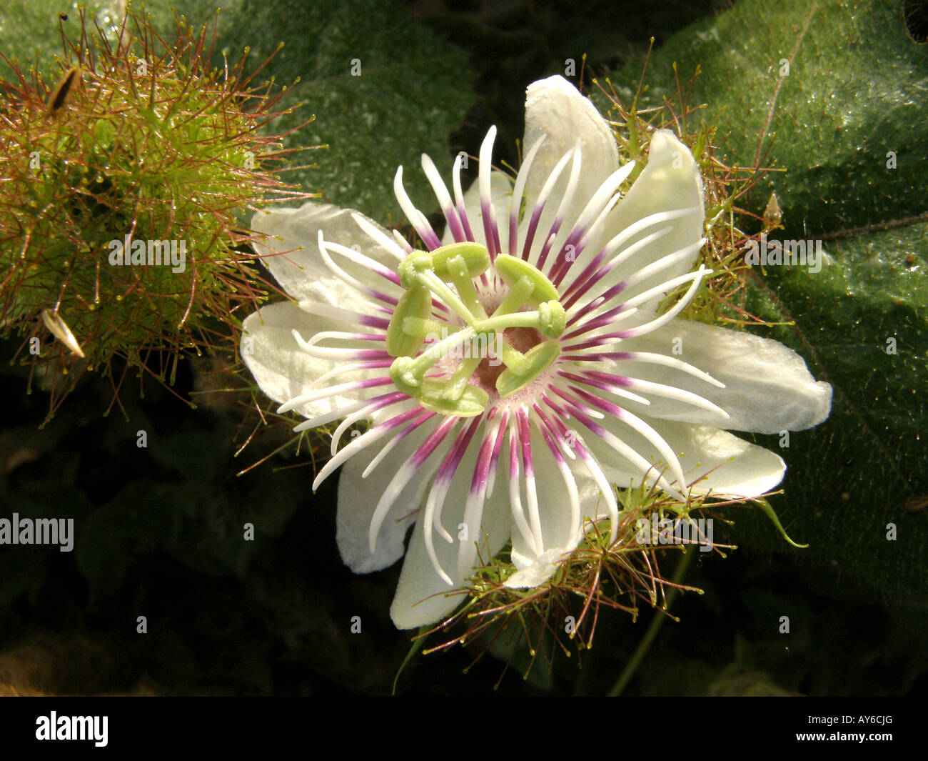Piccolo complesso di fiori selvatici puzzolente nana (Passiflora Passiflora foetida) con sticky groviglio di speso fiori e fogliame come sfondo nella gam Foto Stock