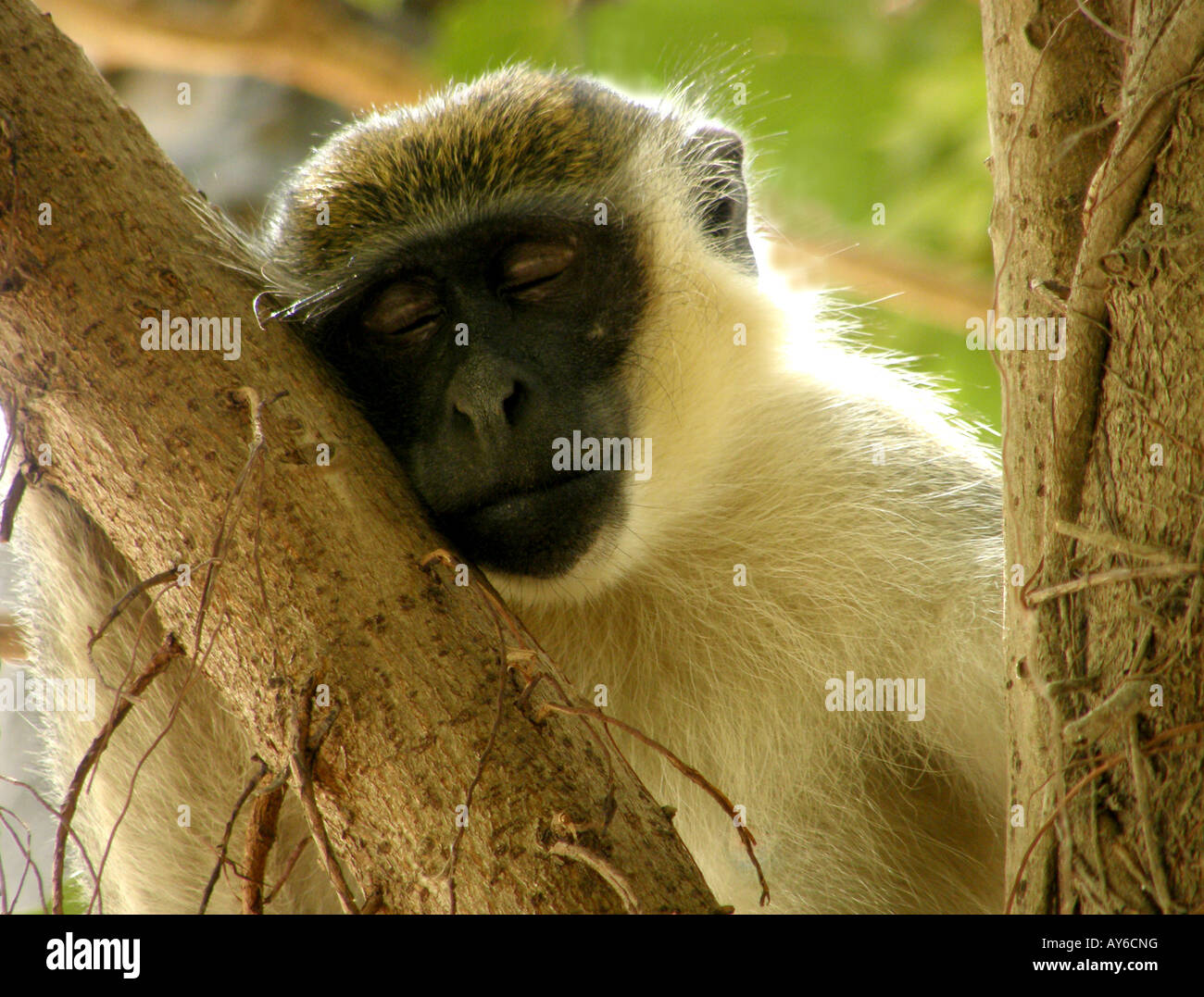 Vervet monkey (Chlorocebus pygerythrus) dormire a forcella di una wild fig tree in Gambia Africa occidentale Foto Stock