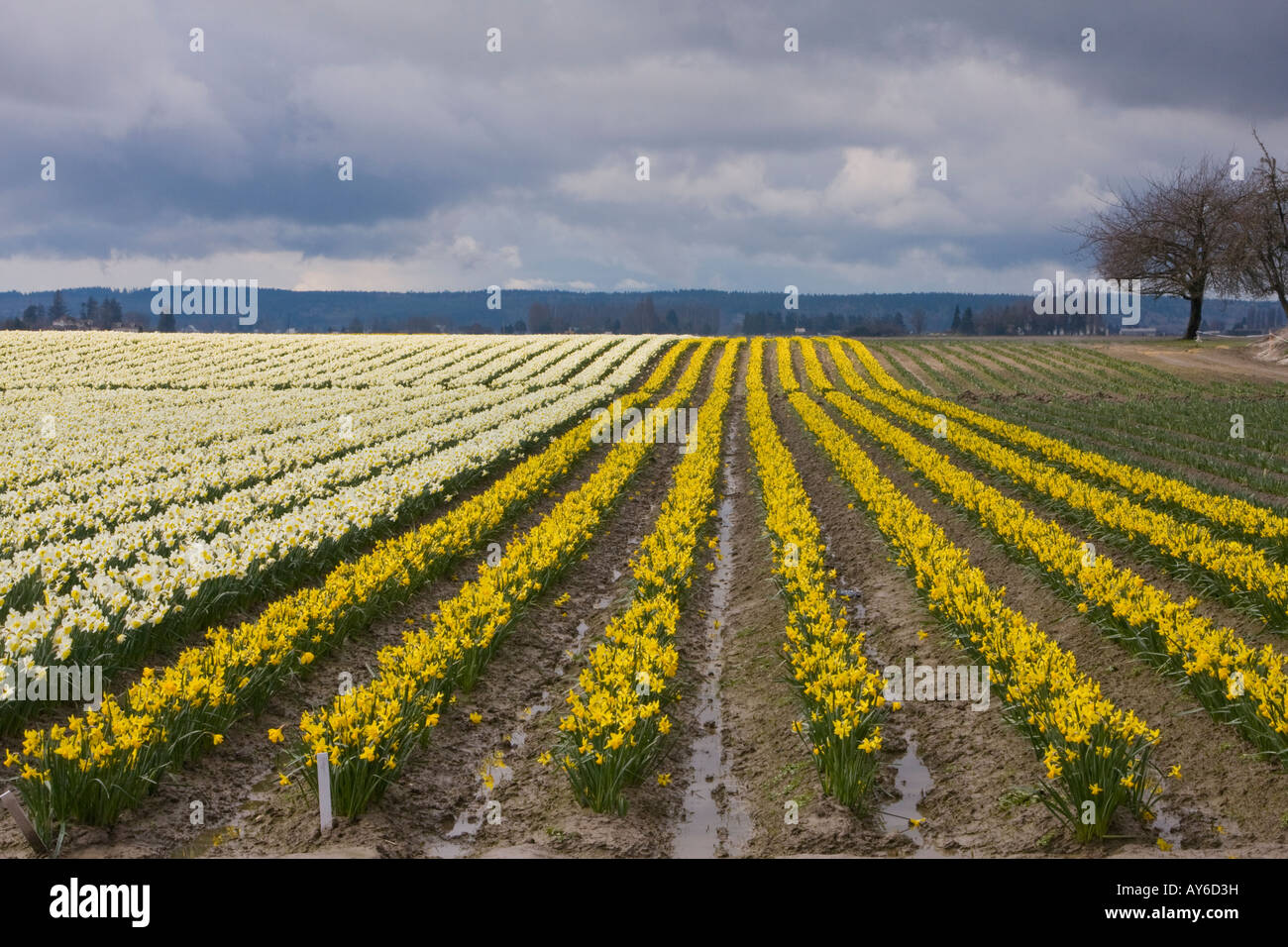 Il bianco e il giallo Daffodil campo in aziende agricole Roozengaarde Foto Stock