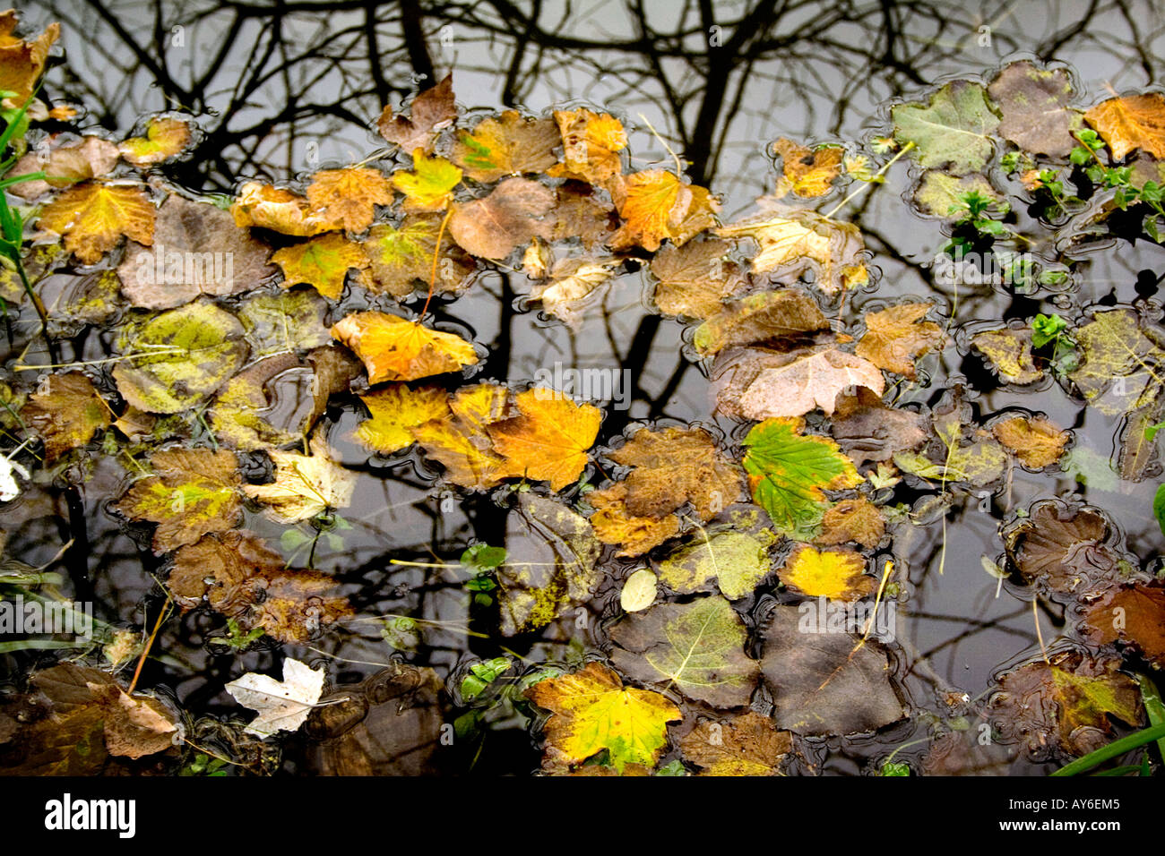 Foglie autunnali caduti sul buio acqua torbida. Foto Stock