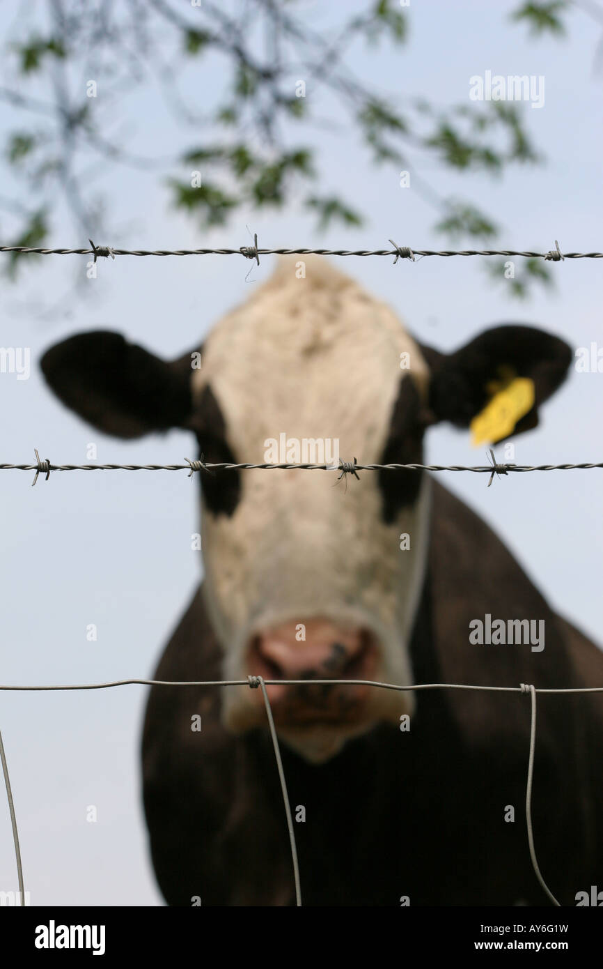 Mucca con marchio auricolare in piedi dietro il filo spinato e recinzione di stock in un agriturismo Foto Stock