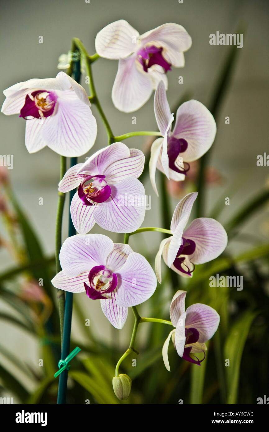 Orchid phalaenopsis epiphytic batany natura botanica delicato fiore pianta hot house ornamentali in serra calda casa butterfly Foto Stock