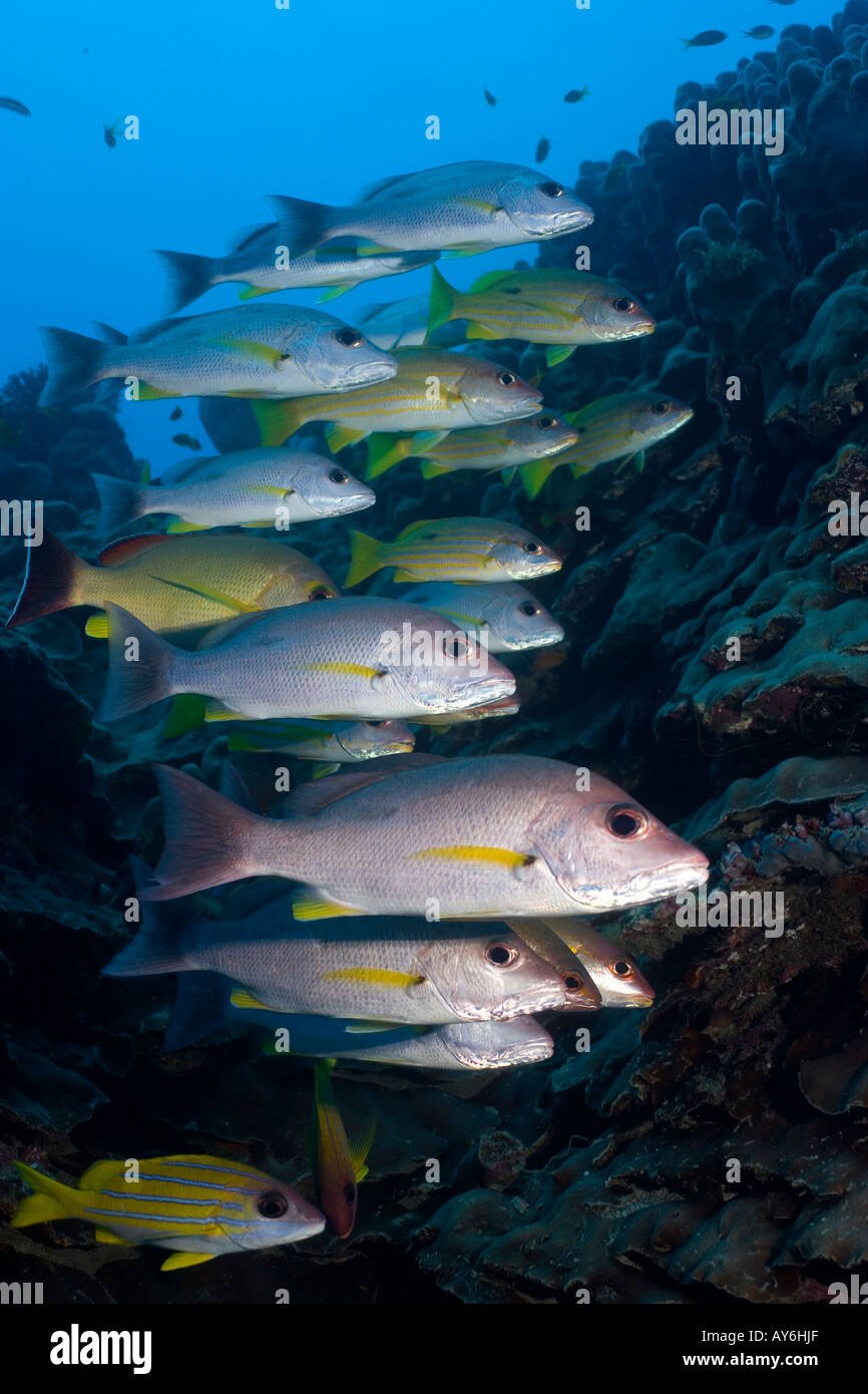 Lutiano ONESPOT LUTJANUS MONOSTIGMA E BLUELINED SNAPPER LUTJANUS KASMIRA CORAL SEA AUSTRALIA Foto Stock