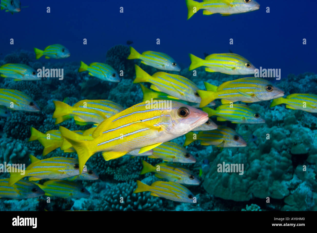 Lutiano BLUELINED LUTJANUS KASMIRA scuola per la protezione dai predatori Foto Stock