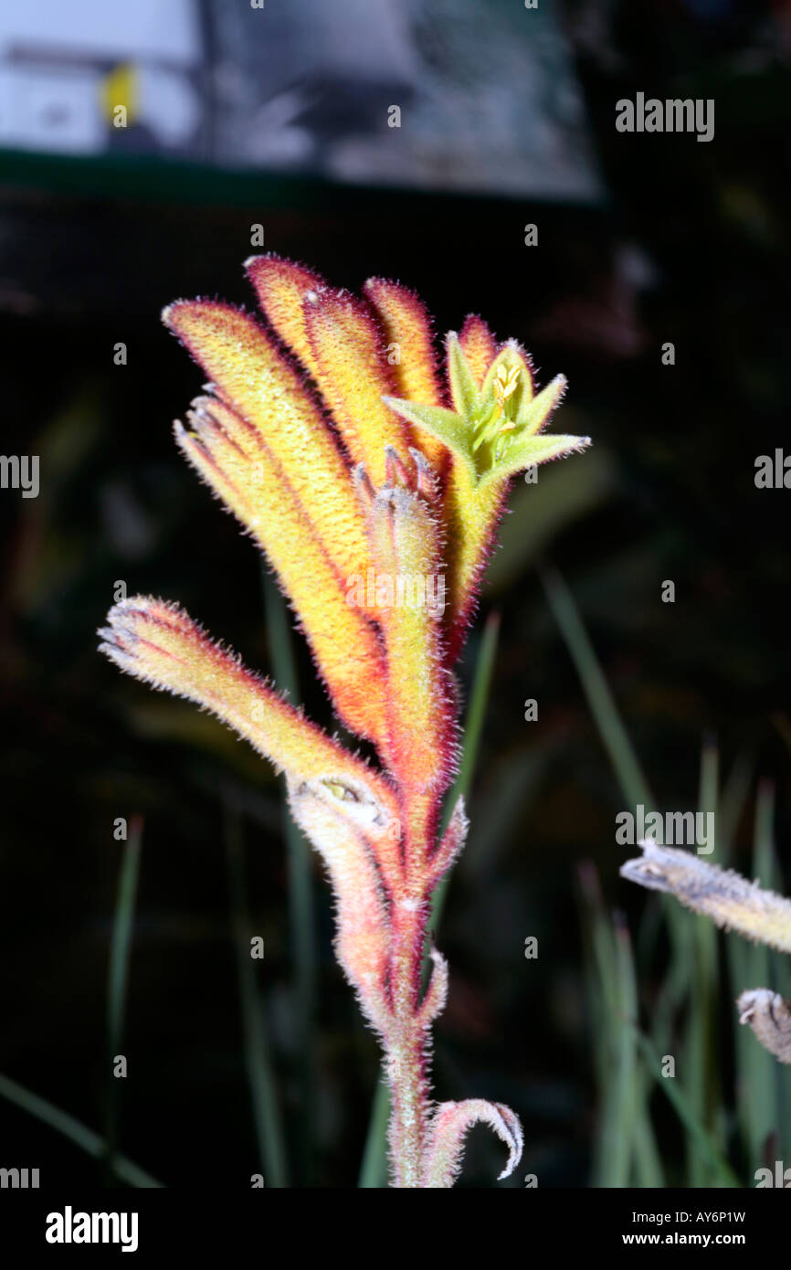 Kangaroo Paw Flower "Bush ocra'- Anigozanthos-Family Haemodoraceae Foto Stock