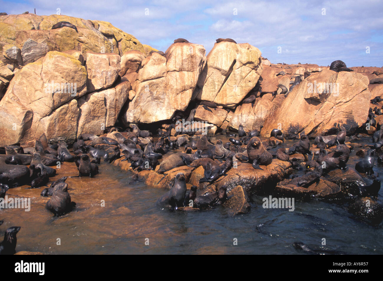 Uruguay Isla de Lobos colonia di leoni di mare Foto Stock