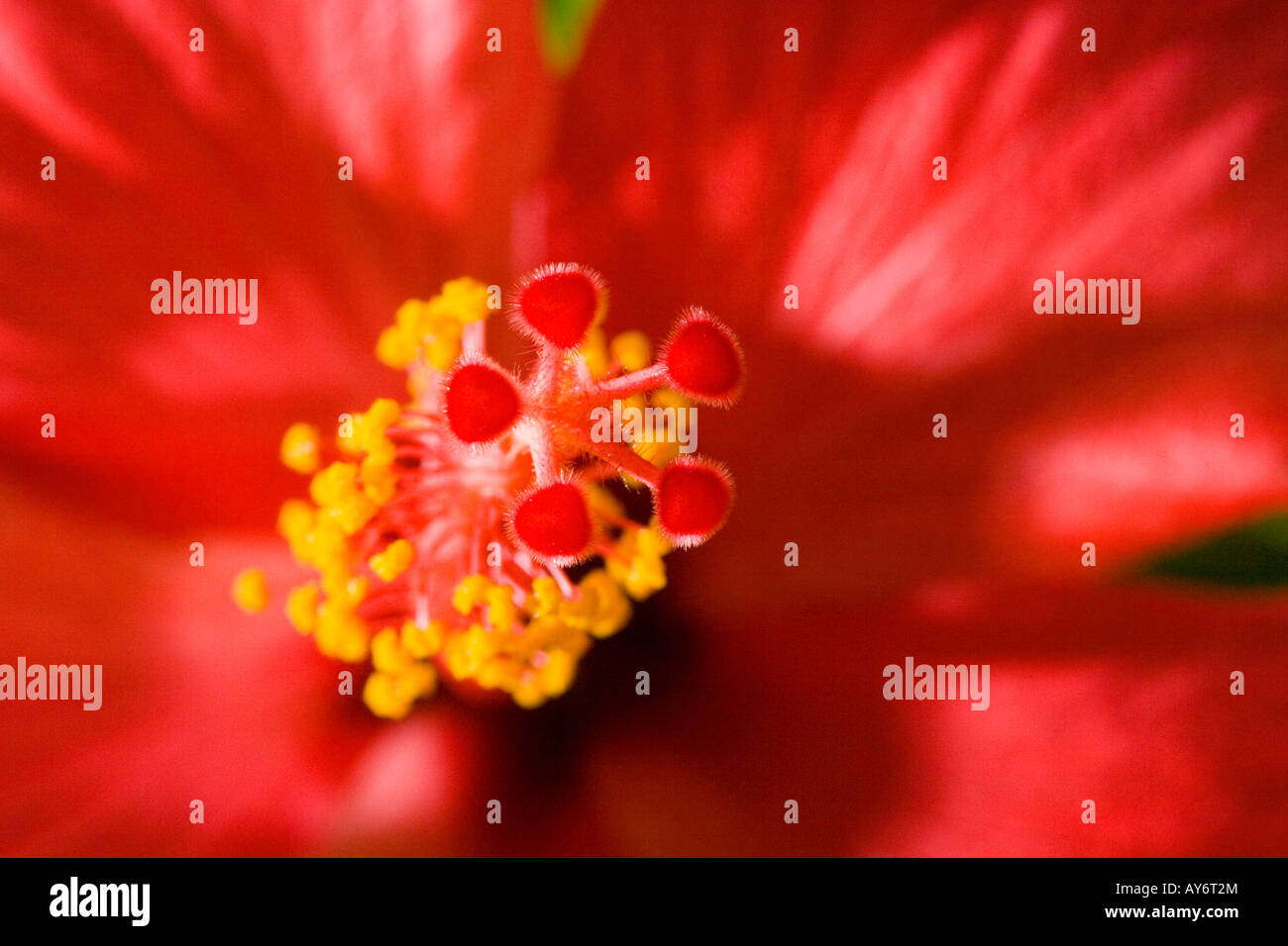 Malvaceae hibiscus rosa sinensi close up dettaglio il polline stame Foto Stock