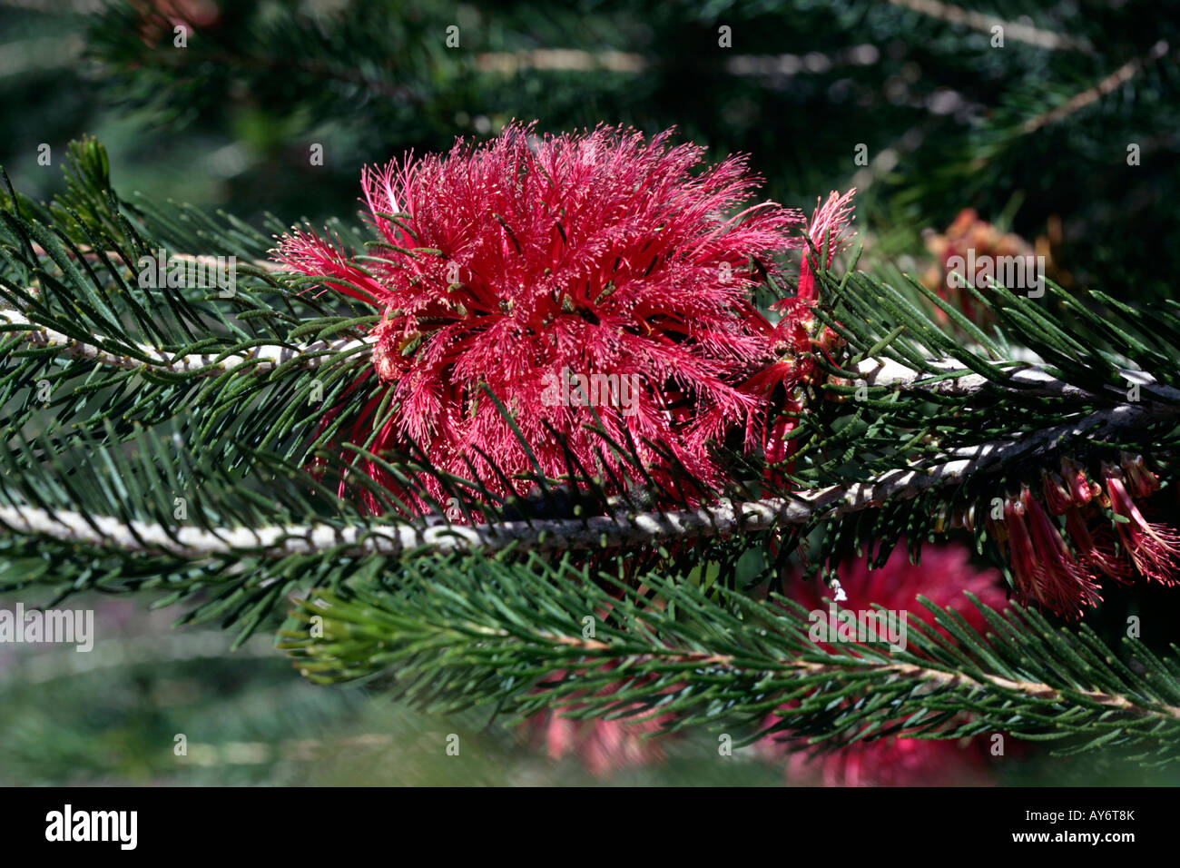 Comune quadrifidus Netbush-Calothamnus- Famiglia Myrtaceae Foto Stock