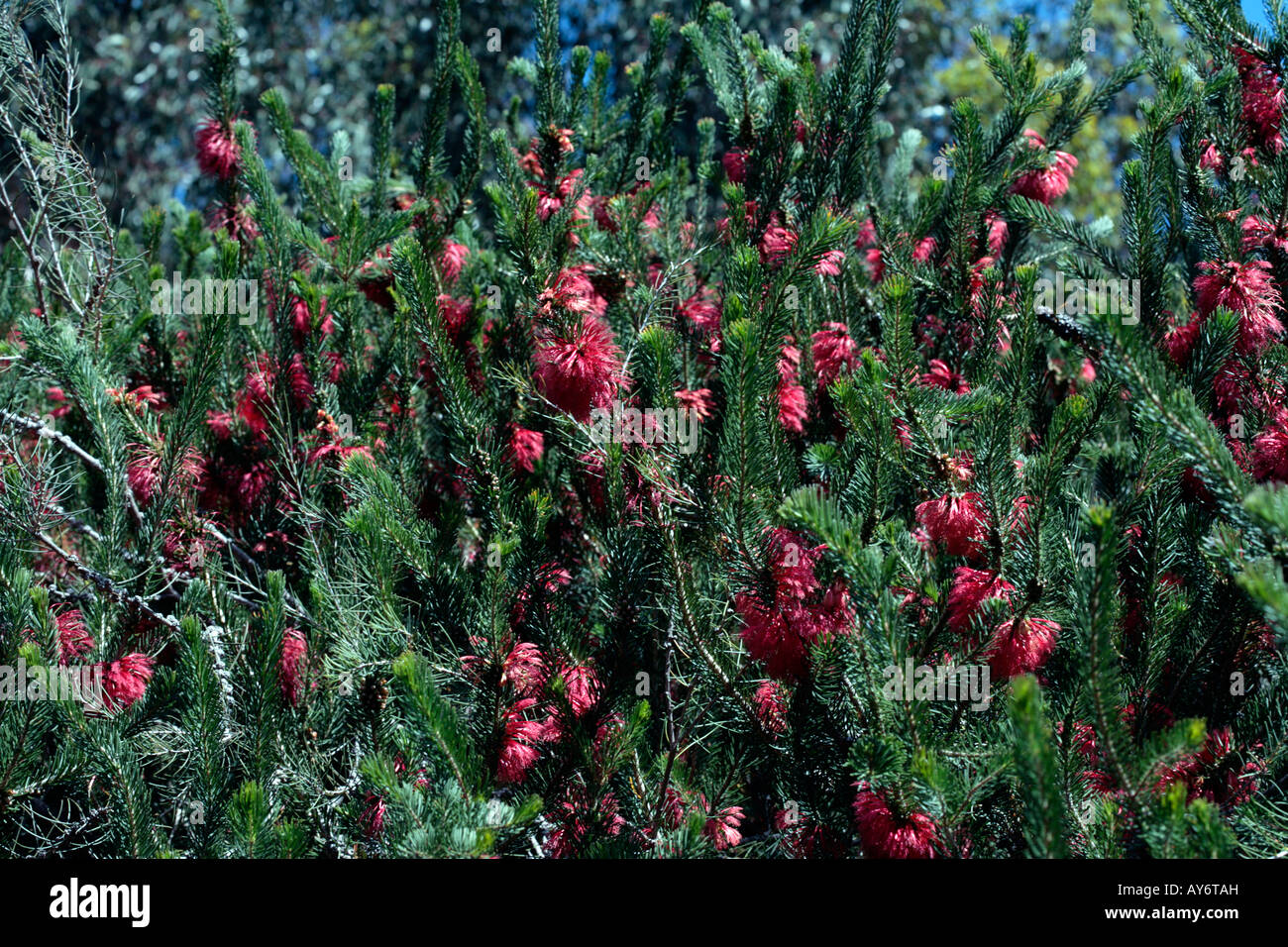 Comune quadrifidus Netbush-Calothamnus- Famiglia Myrtaceae Foto Stock