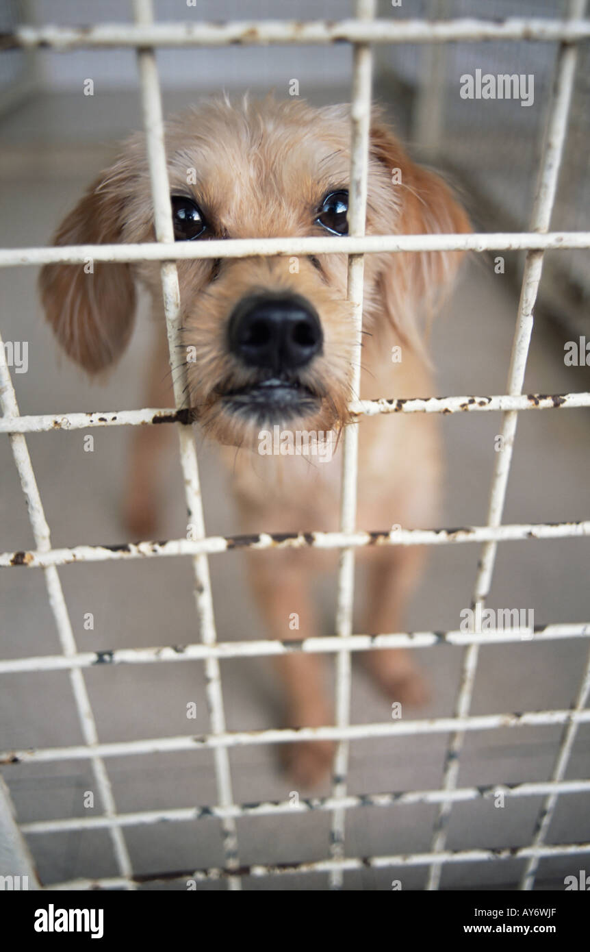 Cucciolo di cane in gabbia Foto Stock