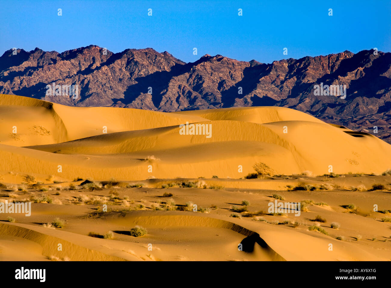 Imperial dune di sabbia del deserto BLM Recreation Area Wilderness nella California meridionale vicino al confine messicano Foto Stock