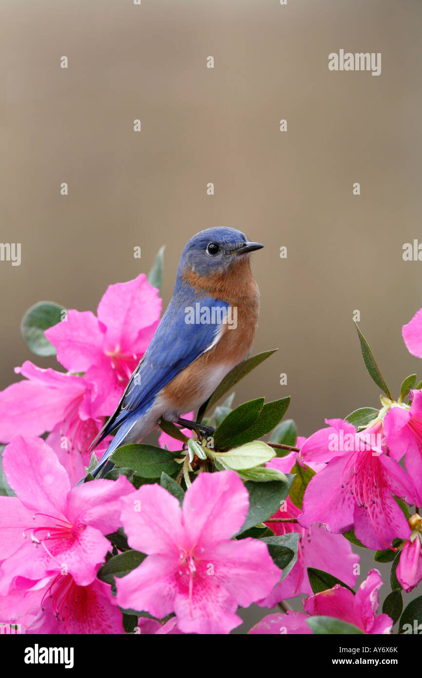 Eastern Bluebird appollaiato su fiori di azalea - Verticale Foto Stock