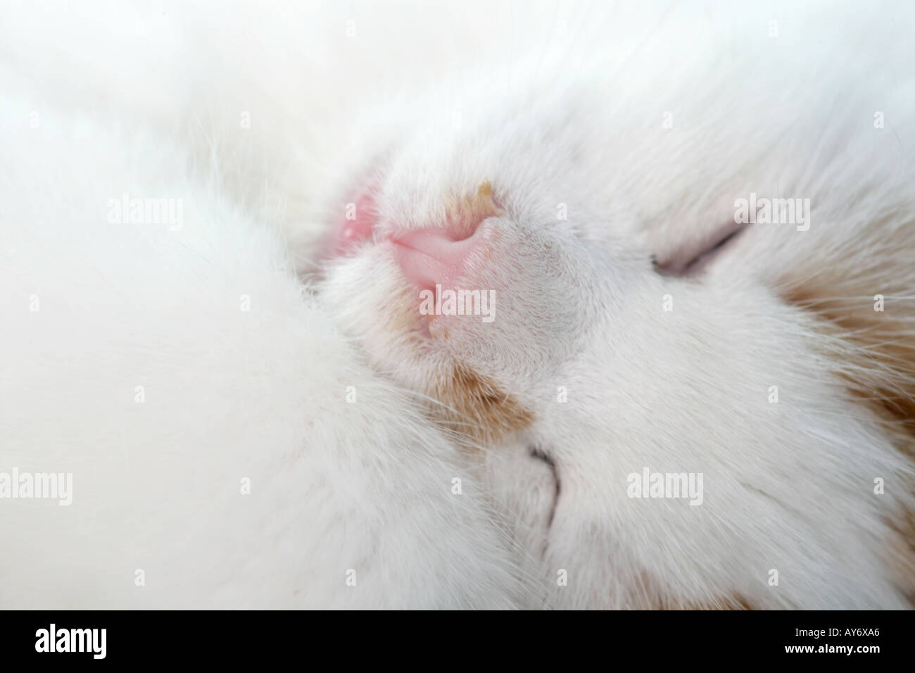 Una Tortie e bianco gattino circa 3 mesi di età Foto Stock