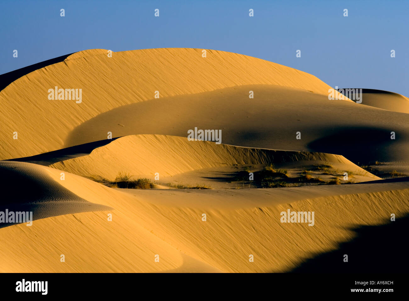 Imperial dune di sabbia del deserto BLM Recreation Area Wilderness nella California meridionale vicino al confine messicano Foto Stock