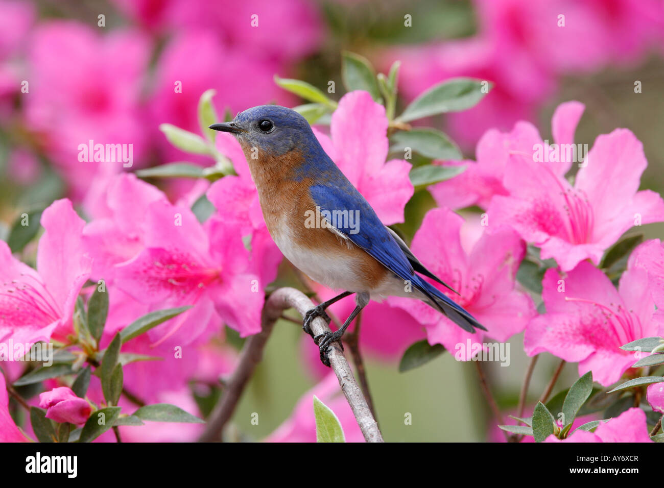 Eastern Bluebird arroccato su Azalea Blossoms Foto Stock