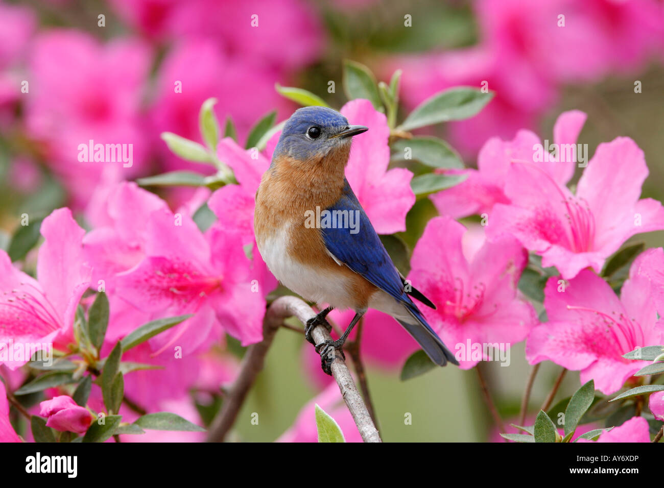 Eastern Bluebird arroccato su Azalea Blossoms Foto Stock