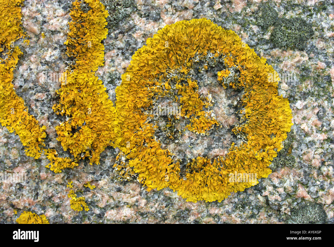 Xanthoria parietina mancanti di tallo (lichene arancione) prospera sul granito fecondate con escrementi di volatili, la costa occidentale della Svezia Foto Stock