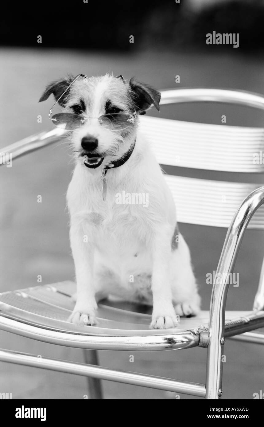 Cane con gli occhiali seduto sul mare Foto Stock