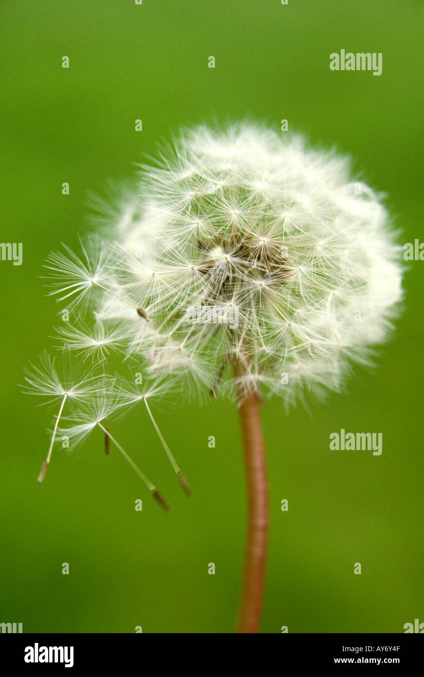 Testa di piante di orologio di tarassaco Taraxacum officinale Foto Stock