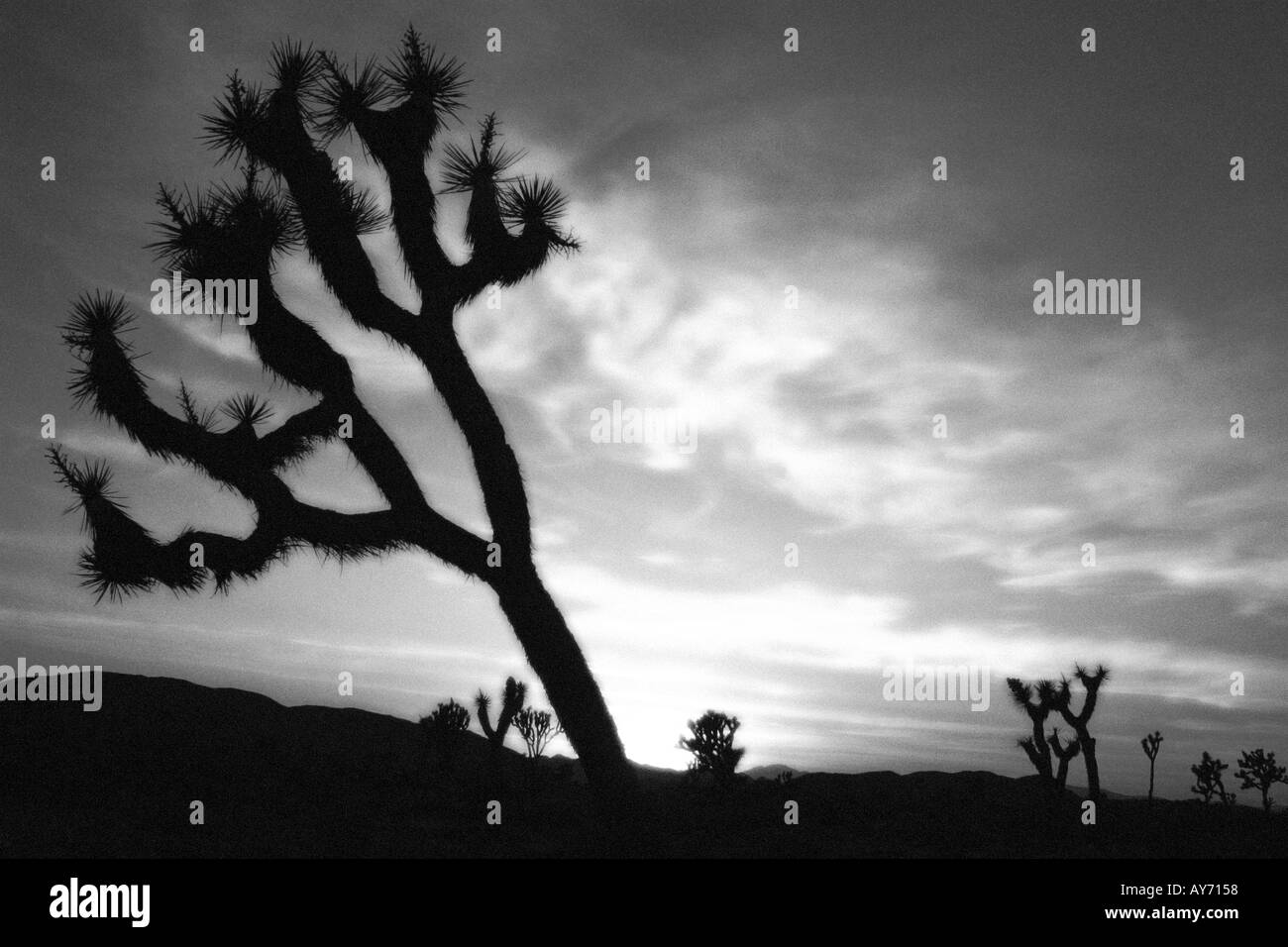 Joshua tree silhouette a Joshua Tree National Park California Foto Stock