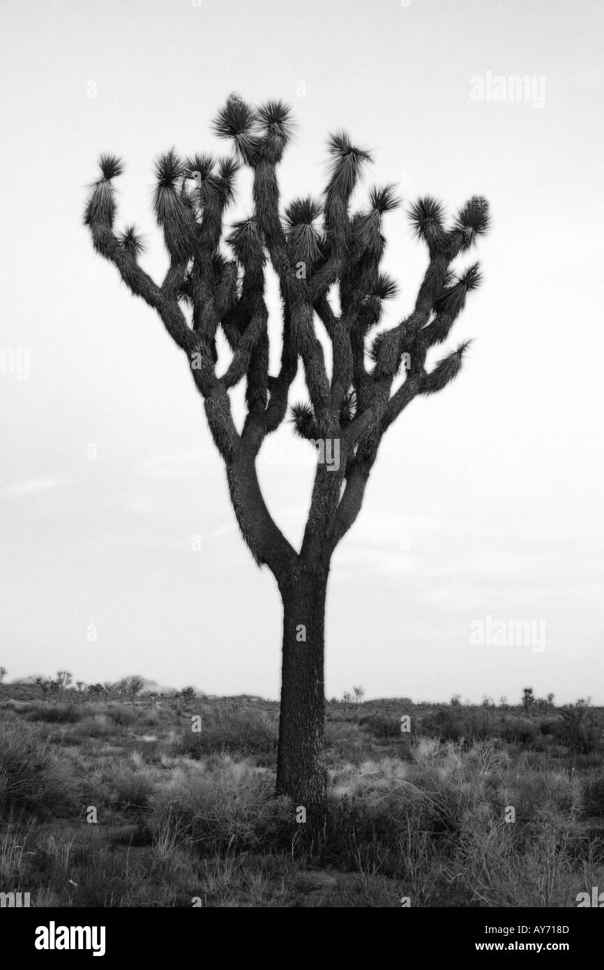 Joshua tree silhouette a Joshua Tree National Park California Foto Stock