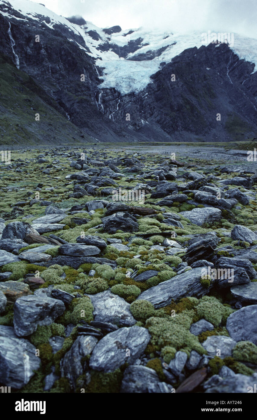 Subalpini fondovalle moss tappeto superiore Valle Dart Mount aspiranti Parco nazionale nuova zelanda Foto Stock