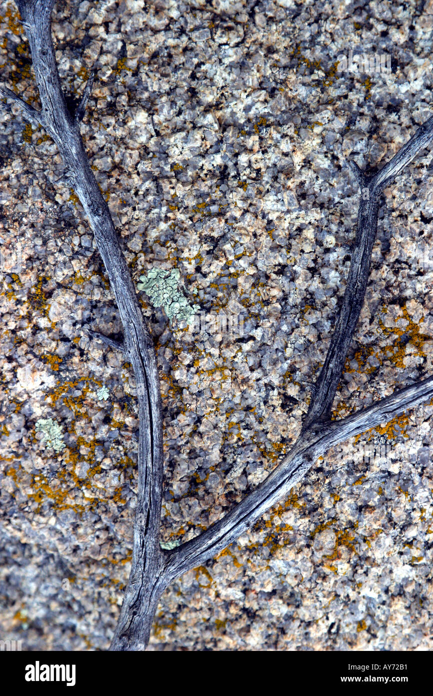 Rami morti sul boulder Joshua Tree National Park California Foto Stock