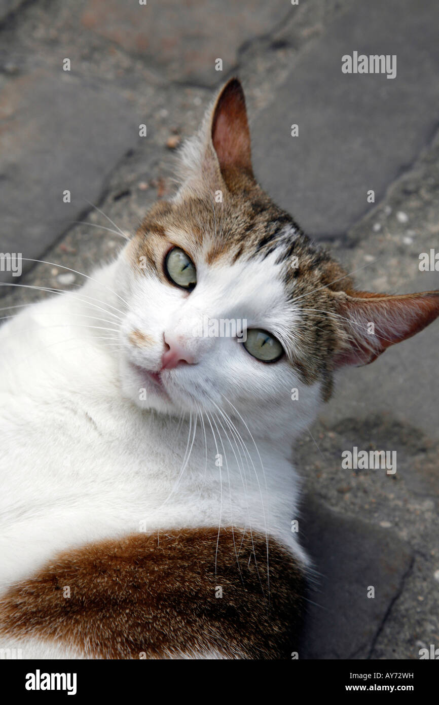 Gatto sdraiato su un marciapiede a Parigi, Francia Foto Stock