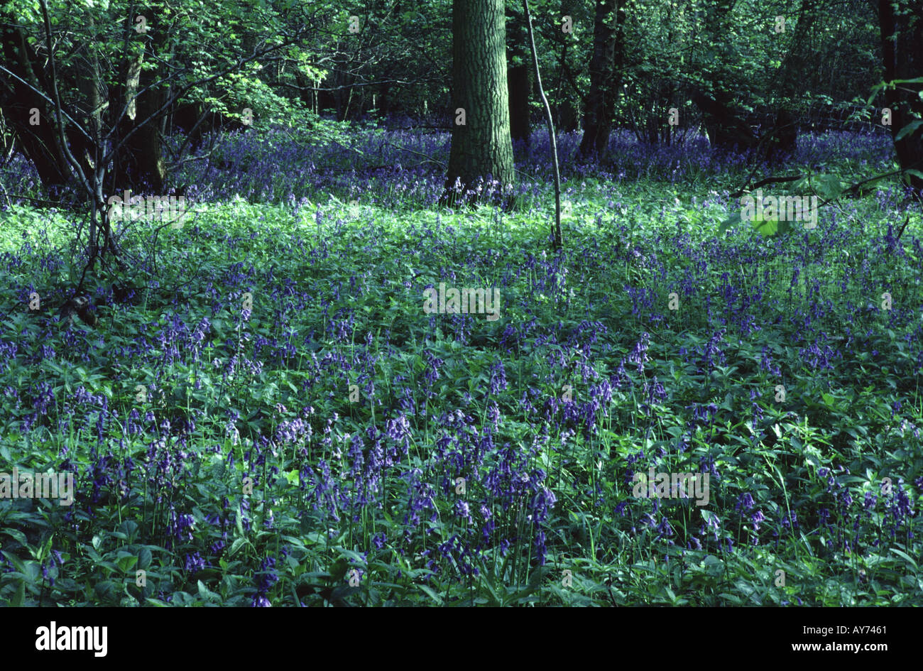 Bluebells Hyacinthoides non scripta foresta moquette del pavimento di legno Hayley Cambridgeshire Inghilterra Foto Stock