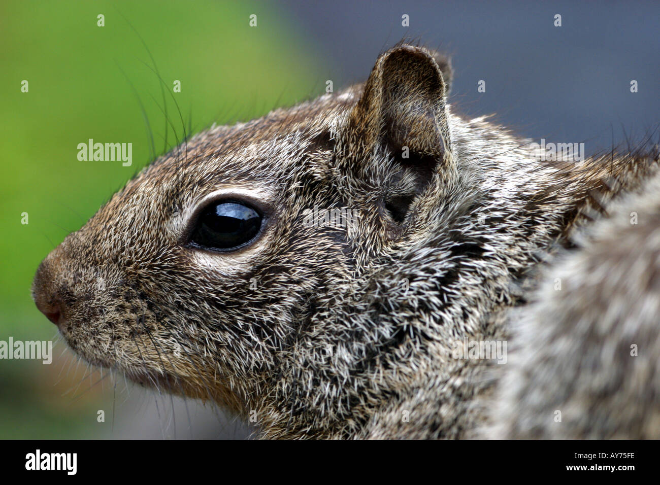California scoiattolo massa Citellus beecheyi Foto Stock