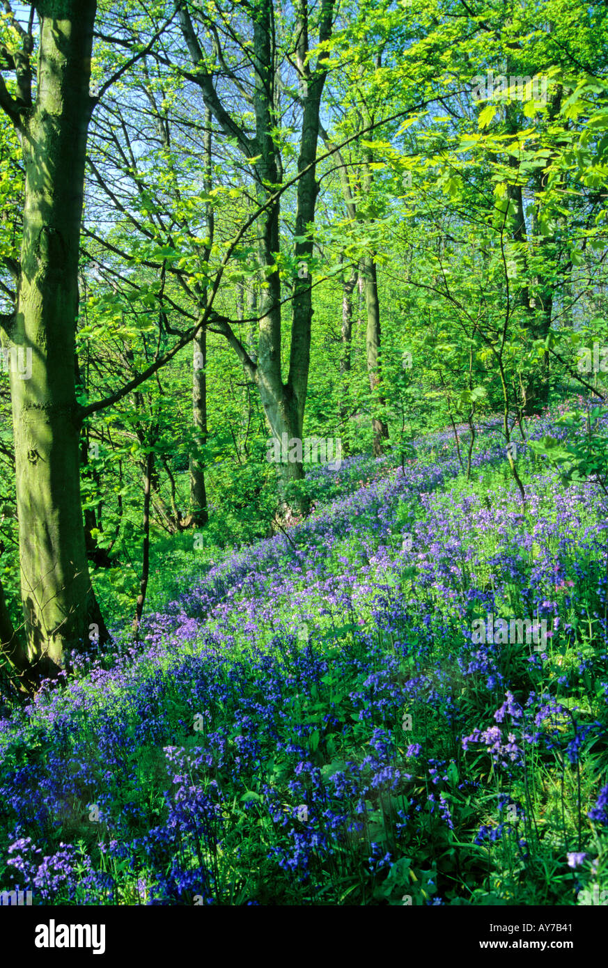 Inglese Native Bluebell wood Foto Stock