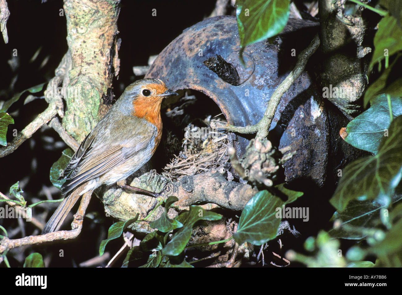 Unione Robin Erithacus rubecula nesting in un vecchio ferro da stiro Bollitore in una siepe di biancospino. Foto Stock Unione Robin Erithacus rubecula nesting in un vecchio ferro da stiro Bollitore in una siepe di biancospino. Foto Stock