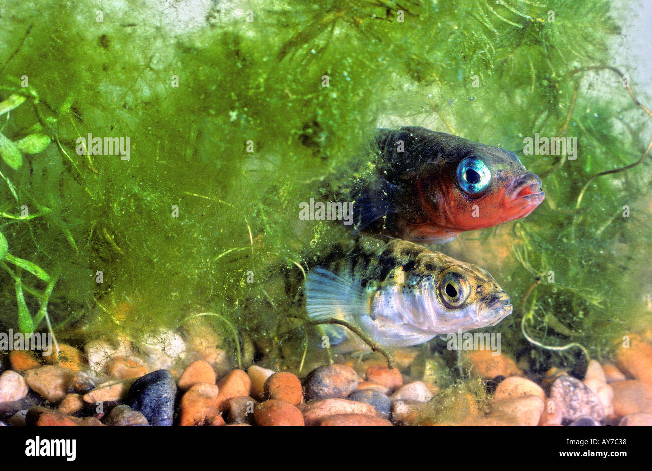 Coppia di tre spined sticklebacks presso il loro nido. Gasterosteus aculeatus Foto Stock