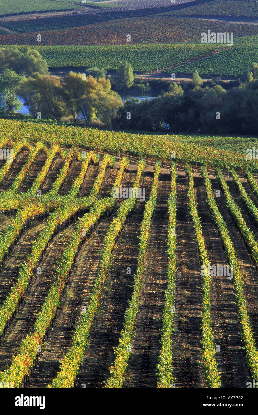 Filari di vigne in un vigneto nella contea di Sonoma regione vinicola della California Foto Stock
