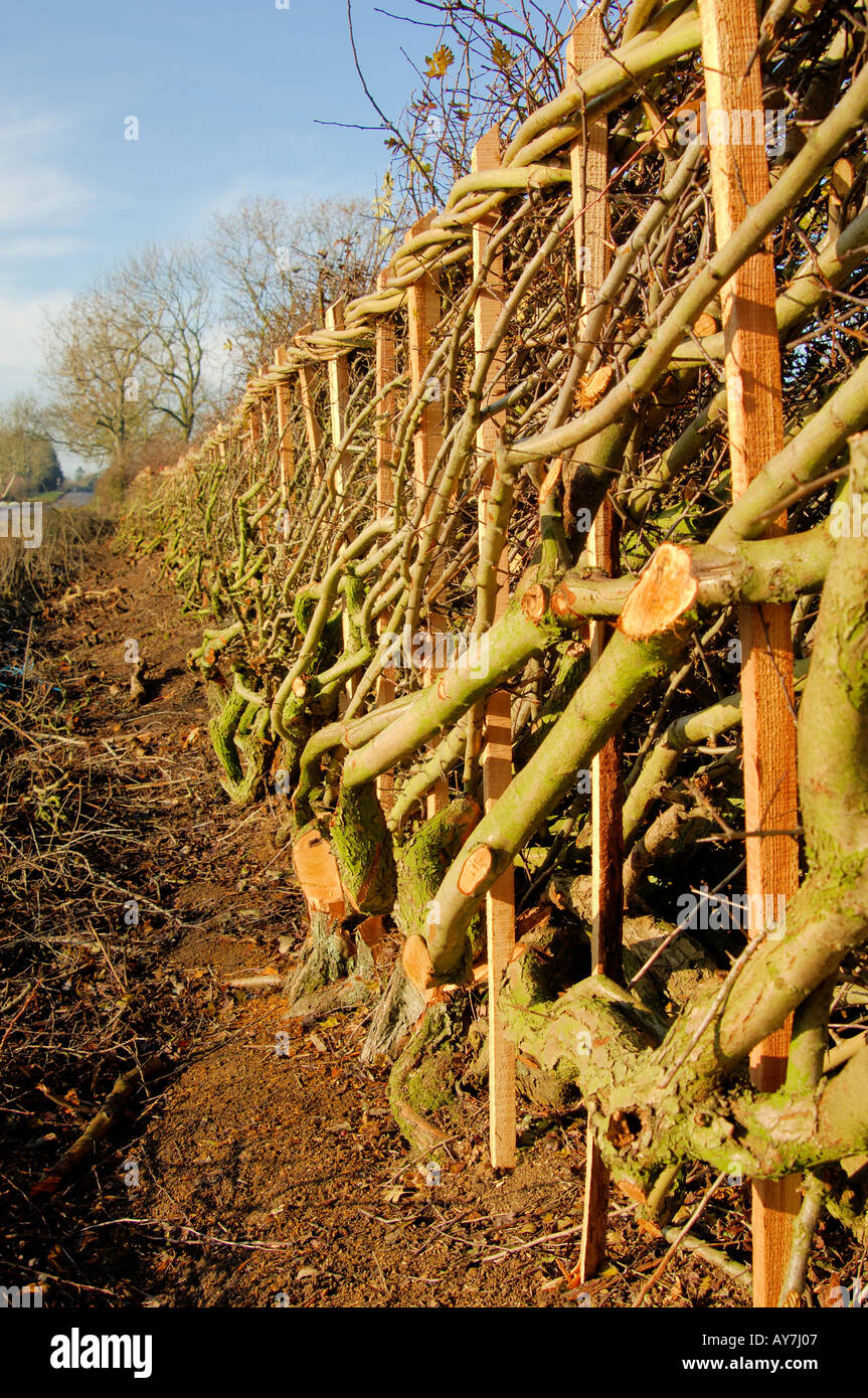 Inverno Hedge stratificazione Foto Stock