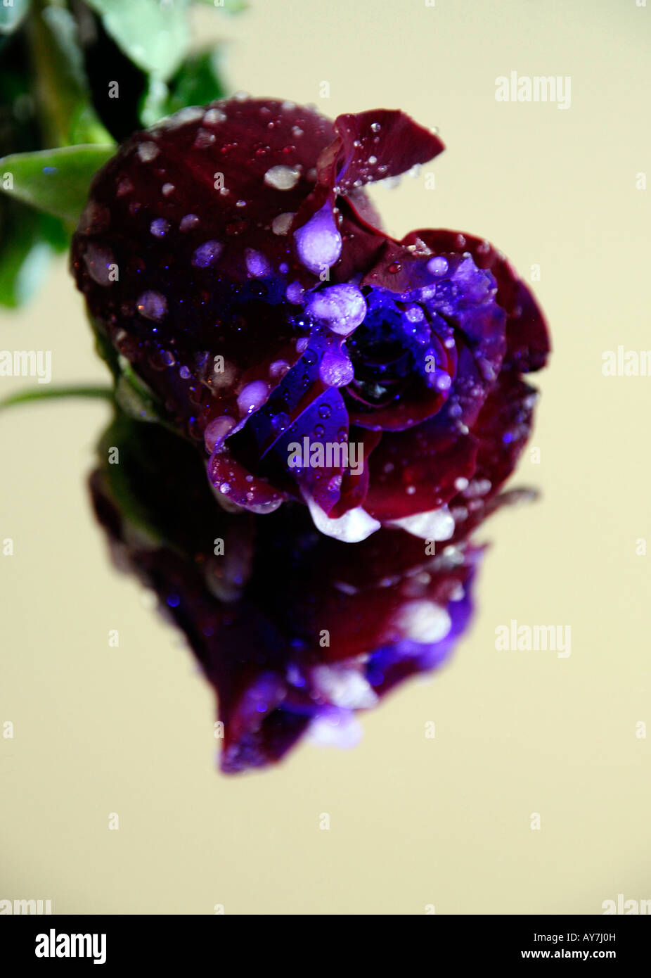 Una rosa congelati posa su uno specchio, un led getta la sfumatura blu.morti viventi, triste.Rose, congelate, specchio, ghiaccio, fiore, blu, rosa rossa Foto Stock